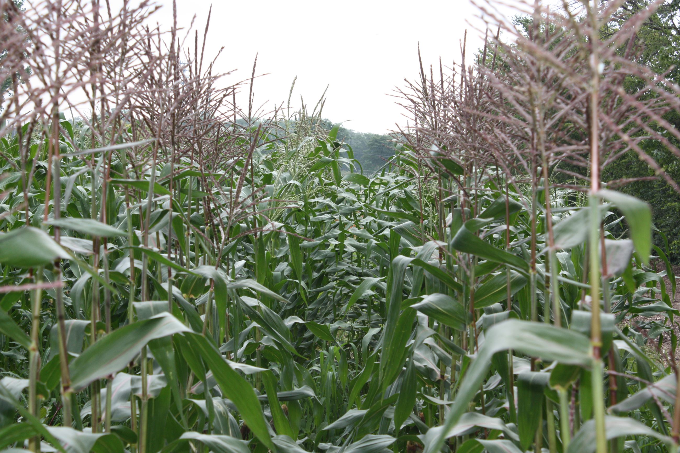 Corn growing in the Community Gardens at Greenmead