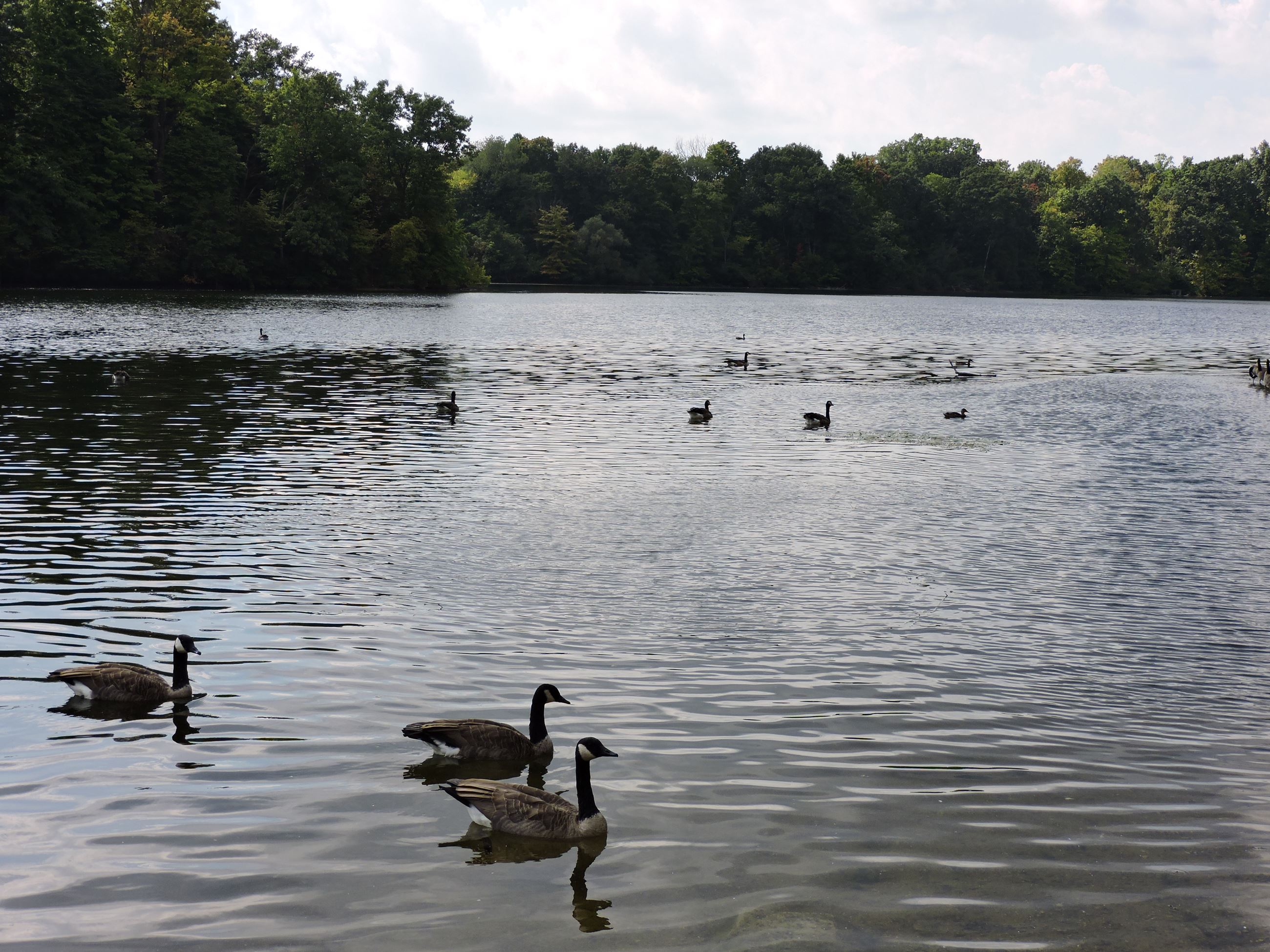 Geese at Newburgh Lake